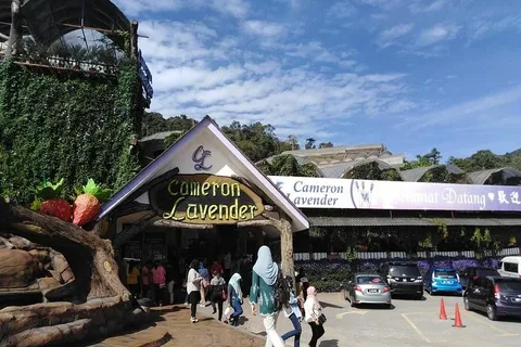 Planning Your First Cameron Highlands Trip