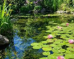 How British Pond Plants Can Transform Your Outdoor Space